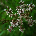 Werbena cytrynowa