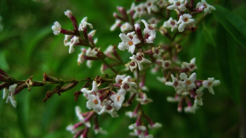 Werbena cytrynowa